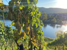 Weingut Eifel-Pfeiffer