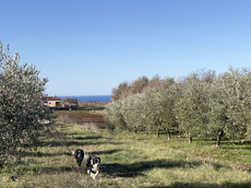 Dr. Radočaj