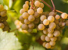 Weingut A. Gessinger