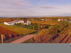 Weingut Jonas Kiefer