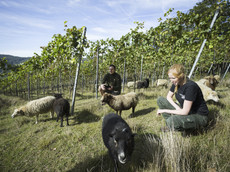 Weingut Bertram- Baltes