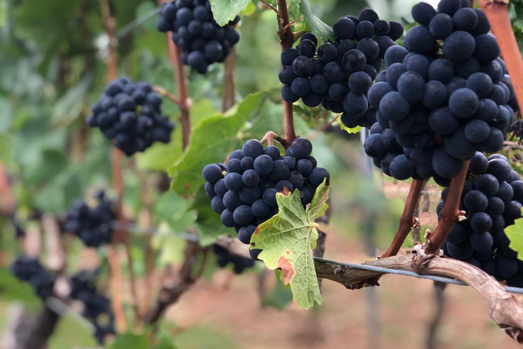 Weingut Boxheimerhof