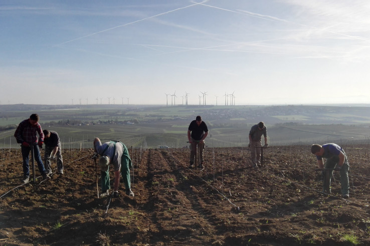 Weingut David Spies