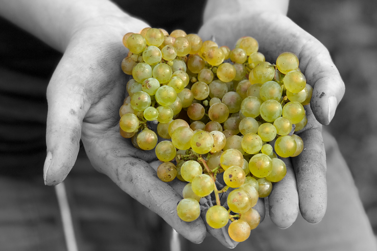 Weingut A. Gessinger