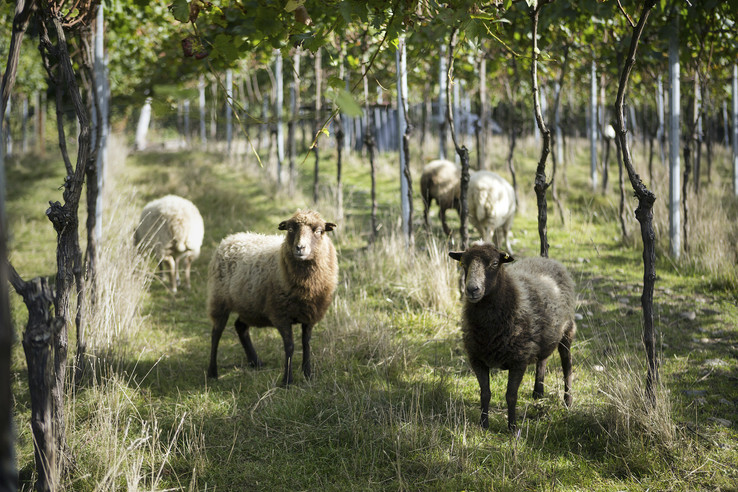 Weingut Bertram- Baltes