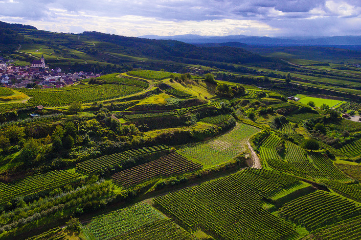 Winzergenossenschaft Königschaffhausen-Kiechlinsbergen