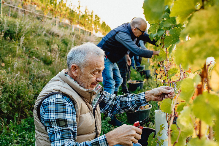 Wein & Sekthaus Alois Kiefer / Weingut Aloisiushof