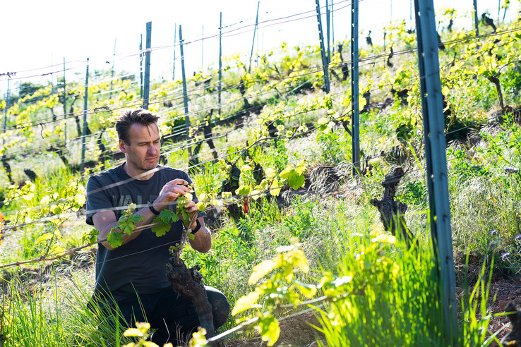 Weingut Alexander Gysler