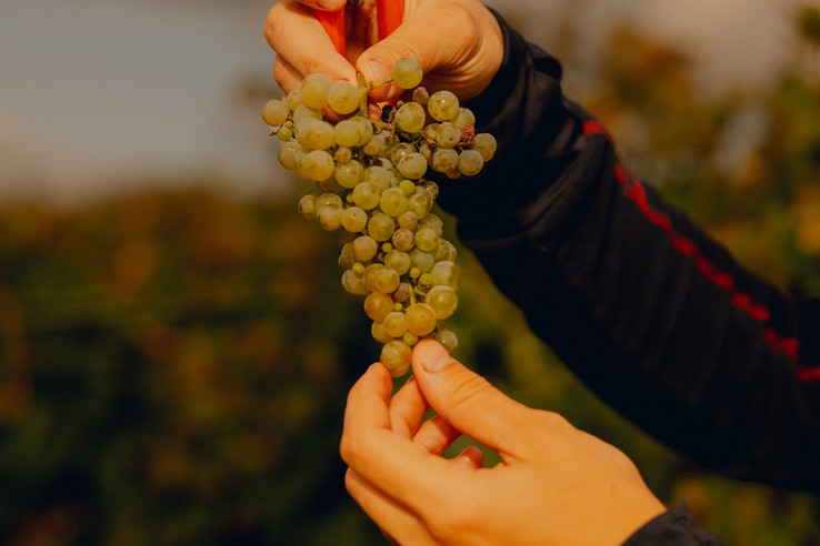 Weingut Gehring