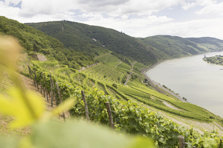Weingut Wurm