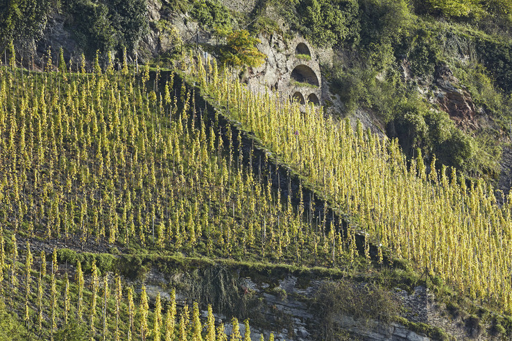 Weingut Vollenweider