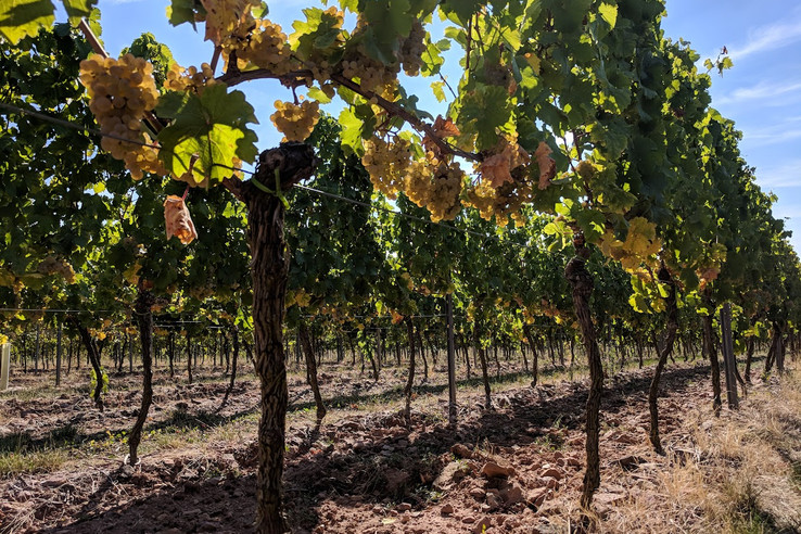 Weingut Mertz