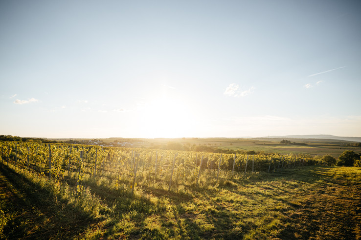 Weingut Finkenauer-Franz