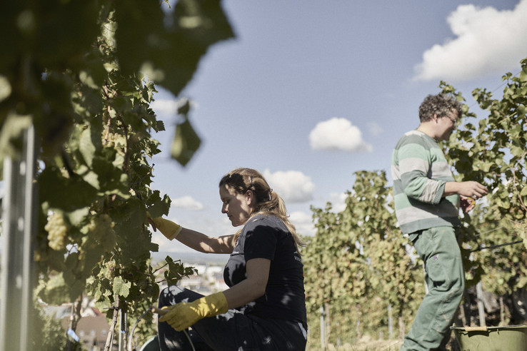 BioWeingut Gänz