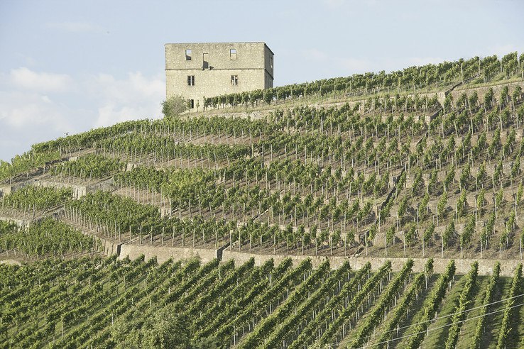 Herzog von Württemberg