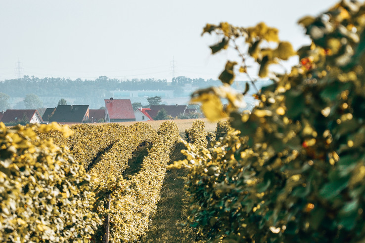 Weingut Mario Zelt