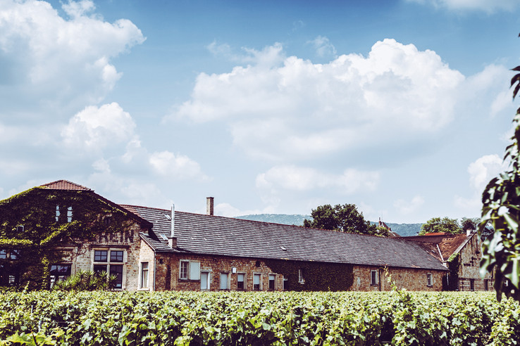 Winzerverein Deidesheim