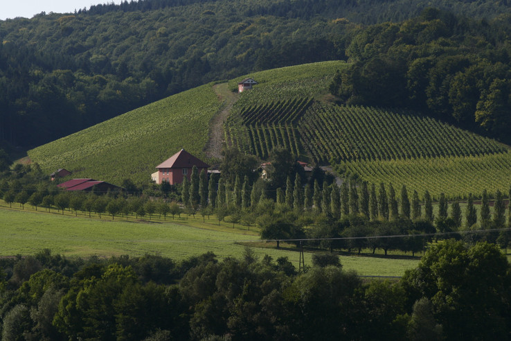 Weingut & Weinhotel Benz