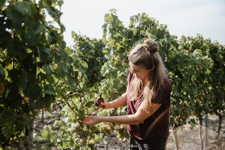 Weingut Mertz