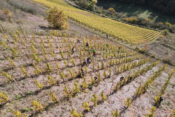 Weingut Sorentberg
