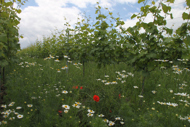 Weingut Hemberger