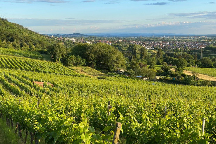 Weingut Adam Müller