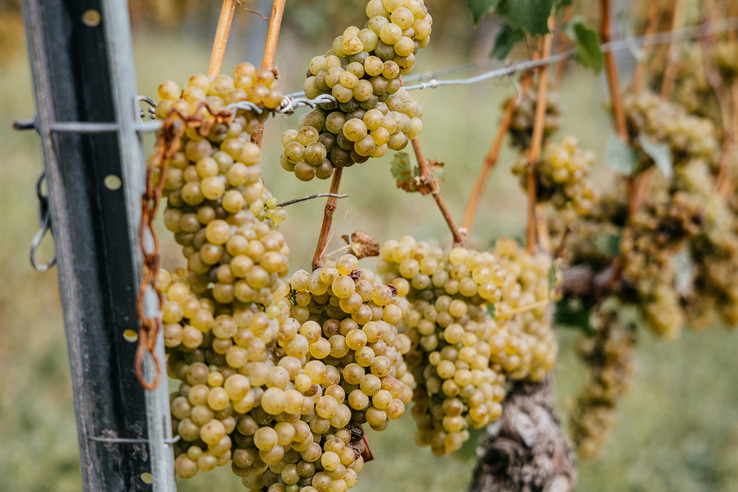 Weingut Finkenauer-Franz