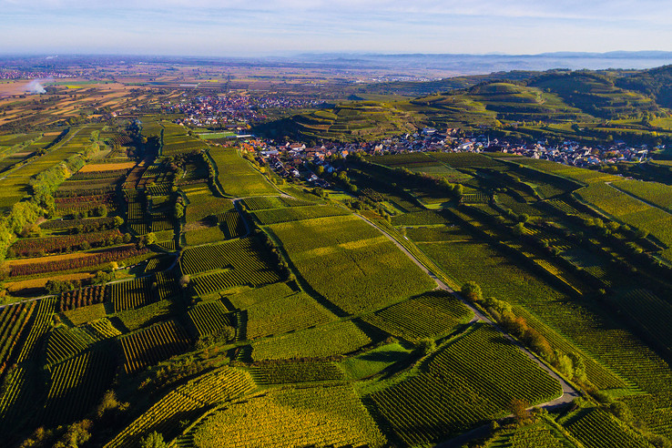 Winzergenossenschaft Königschaffhausen-Kiechlinsbergen