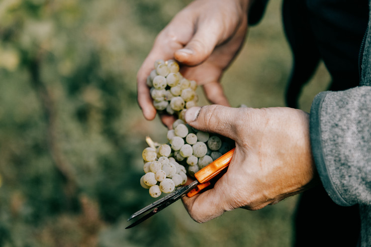 Weingut Arndt F. Werner