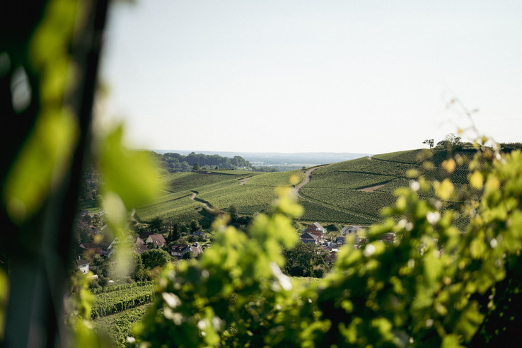 Weingut Sommerhalter