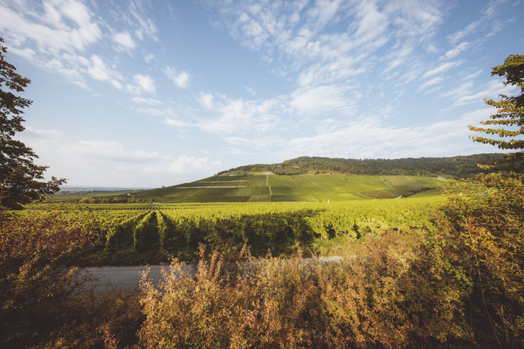 Weingut & Winzerhof Emmerich