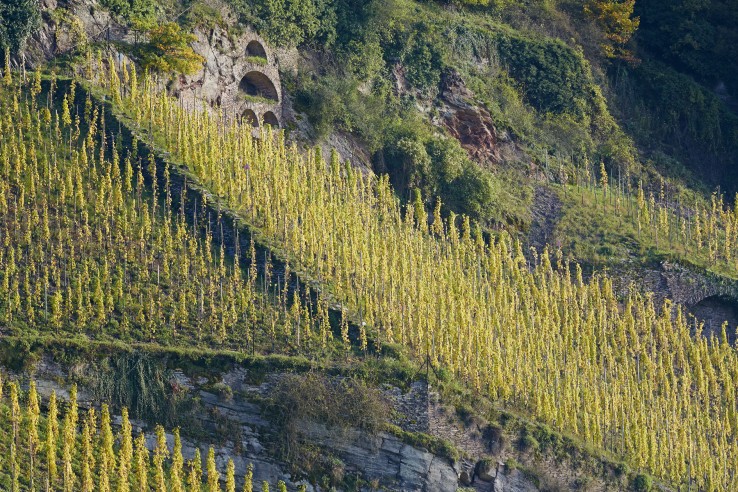 Weingut Vollenweider