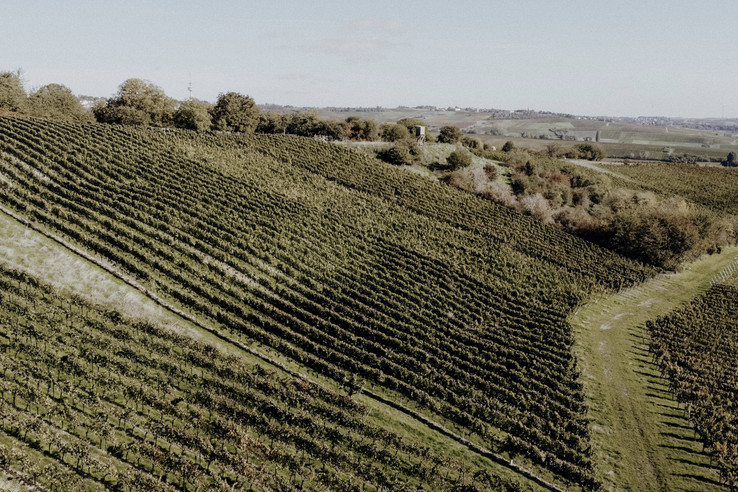 Weingut Braunewell