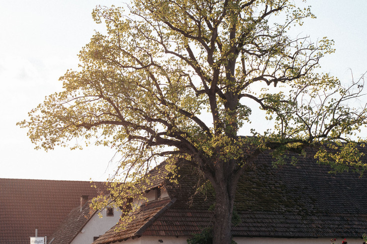 Weingut Noll GbR