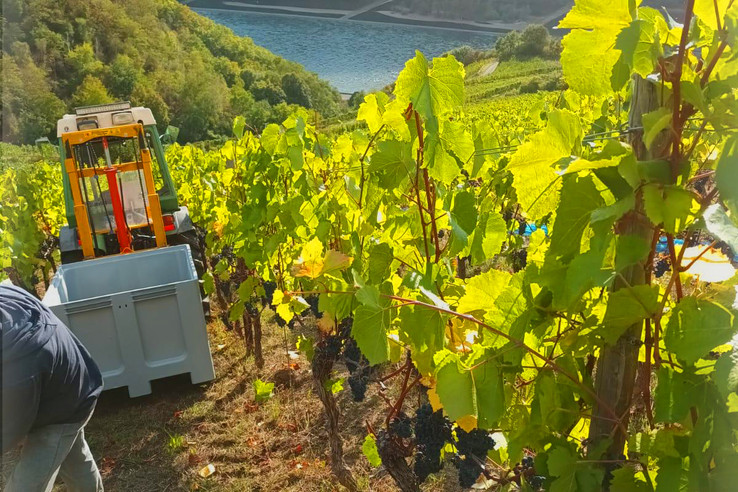 Weingut Lamm-Jung
