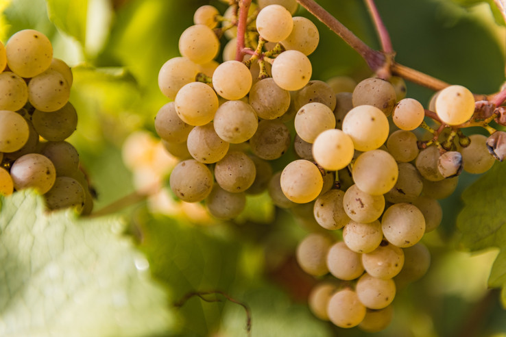 Weingut A. Gessinger