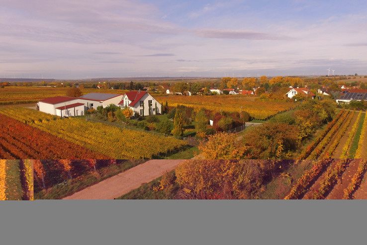 Weingut Jonas Kiefer