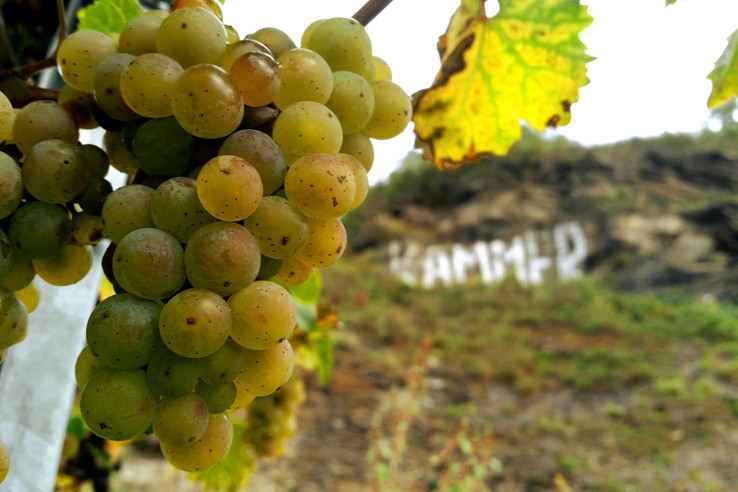 Weingut Paulinshof