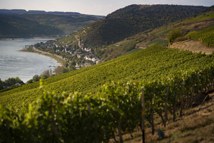 Weingut Eva Fricke GmbH & Co. KG