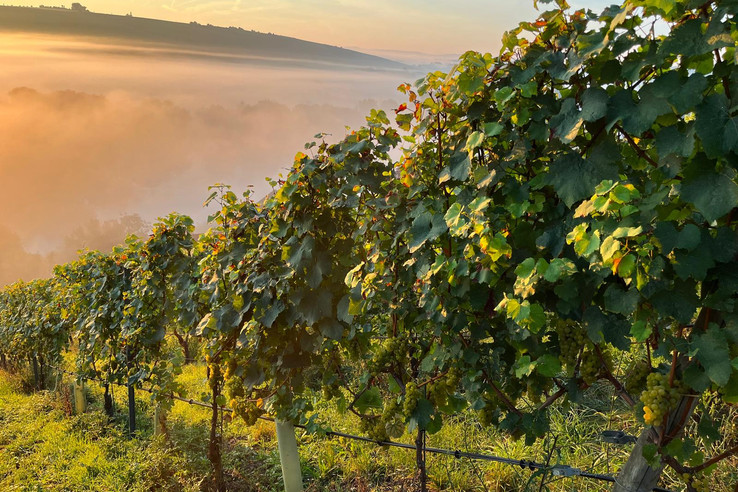 Weingut Rainer Sauer